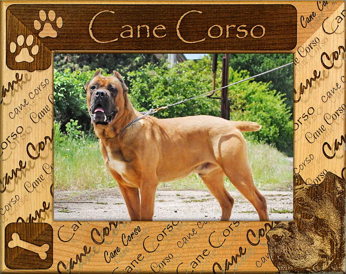 Cane Corso
