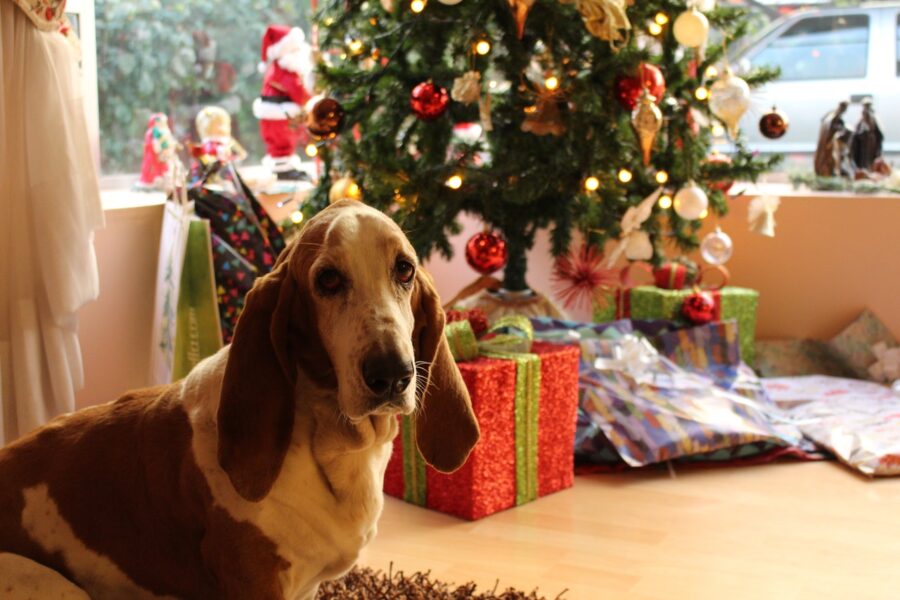 Hound dog in front of Christmas tree.