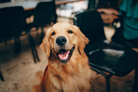 Golden retriever dog sitting in outdoor patio area.