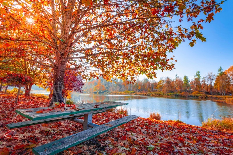 Outdoor near tree and fall leaves.