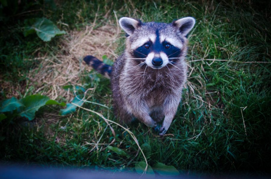 baby raccoon