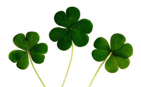 A four-leaf clover between two three leaf clovers for Saint Patrick's Day