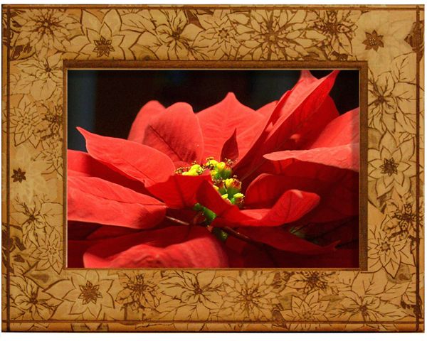 Poinsettia