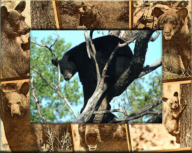 Black Bear Picture Frame