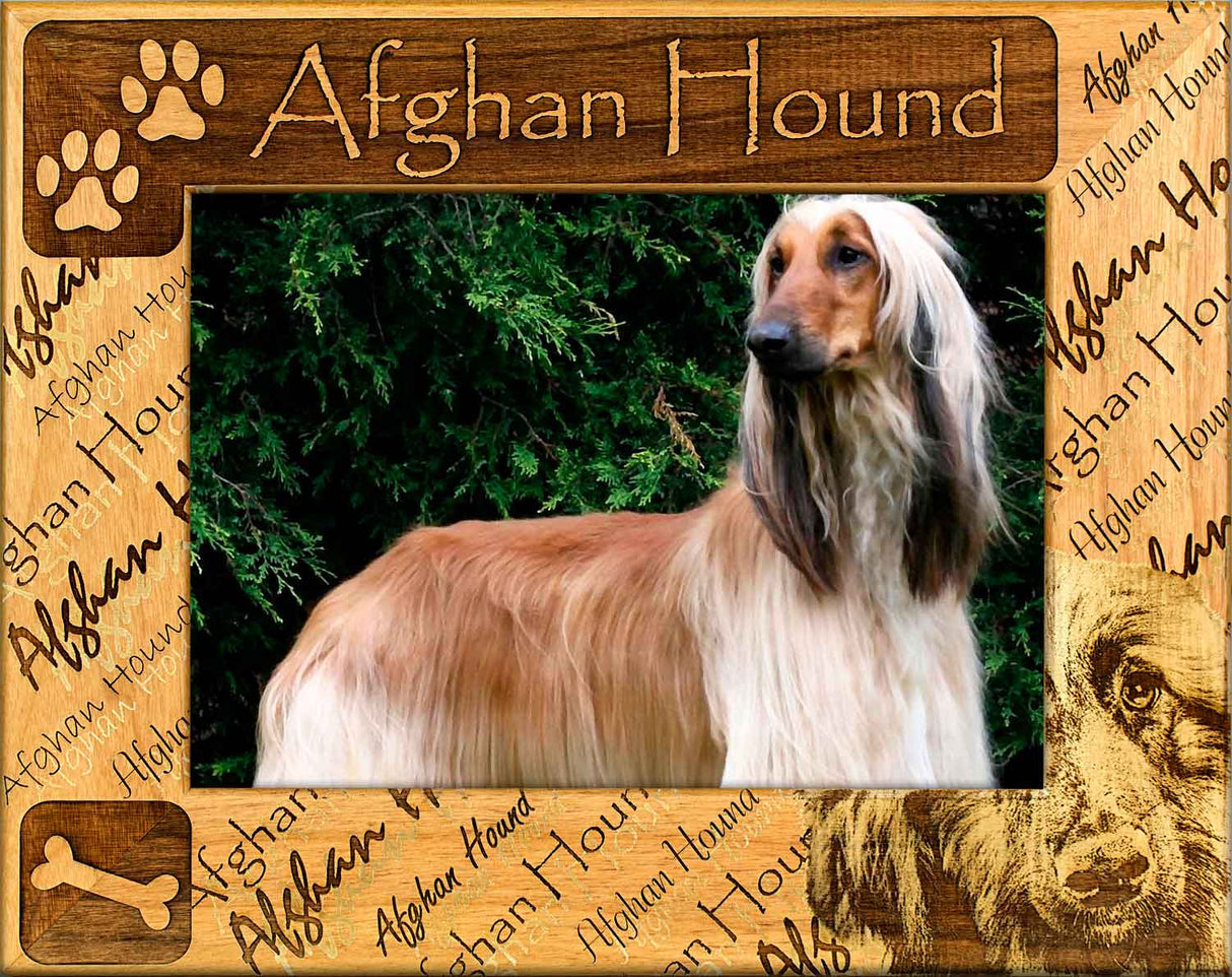 Afghan Hound