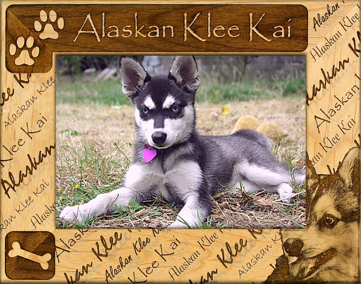 Alaskan Klee Kai