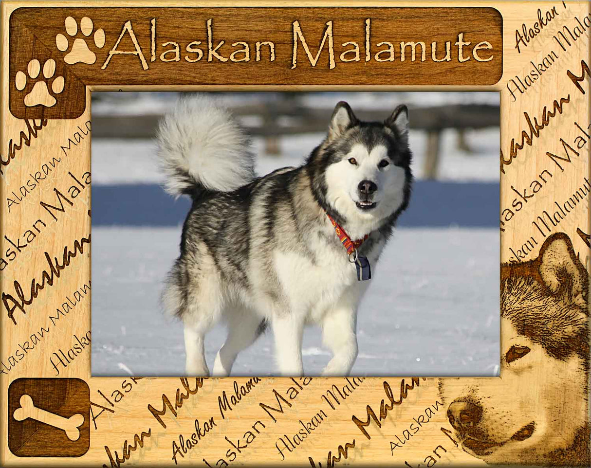 Alaskan Malamute