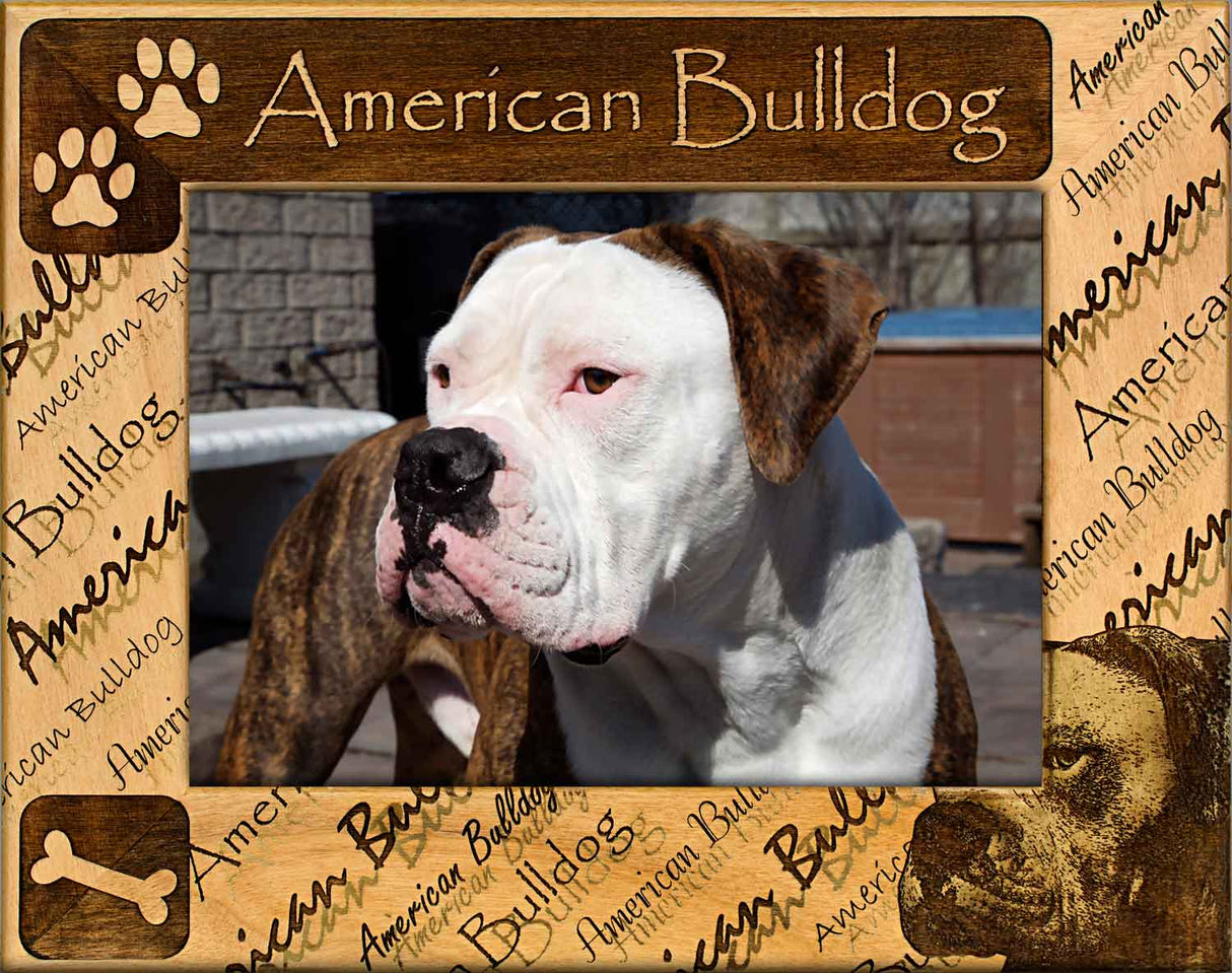 American Bulldog