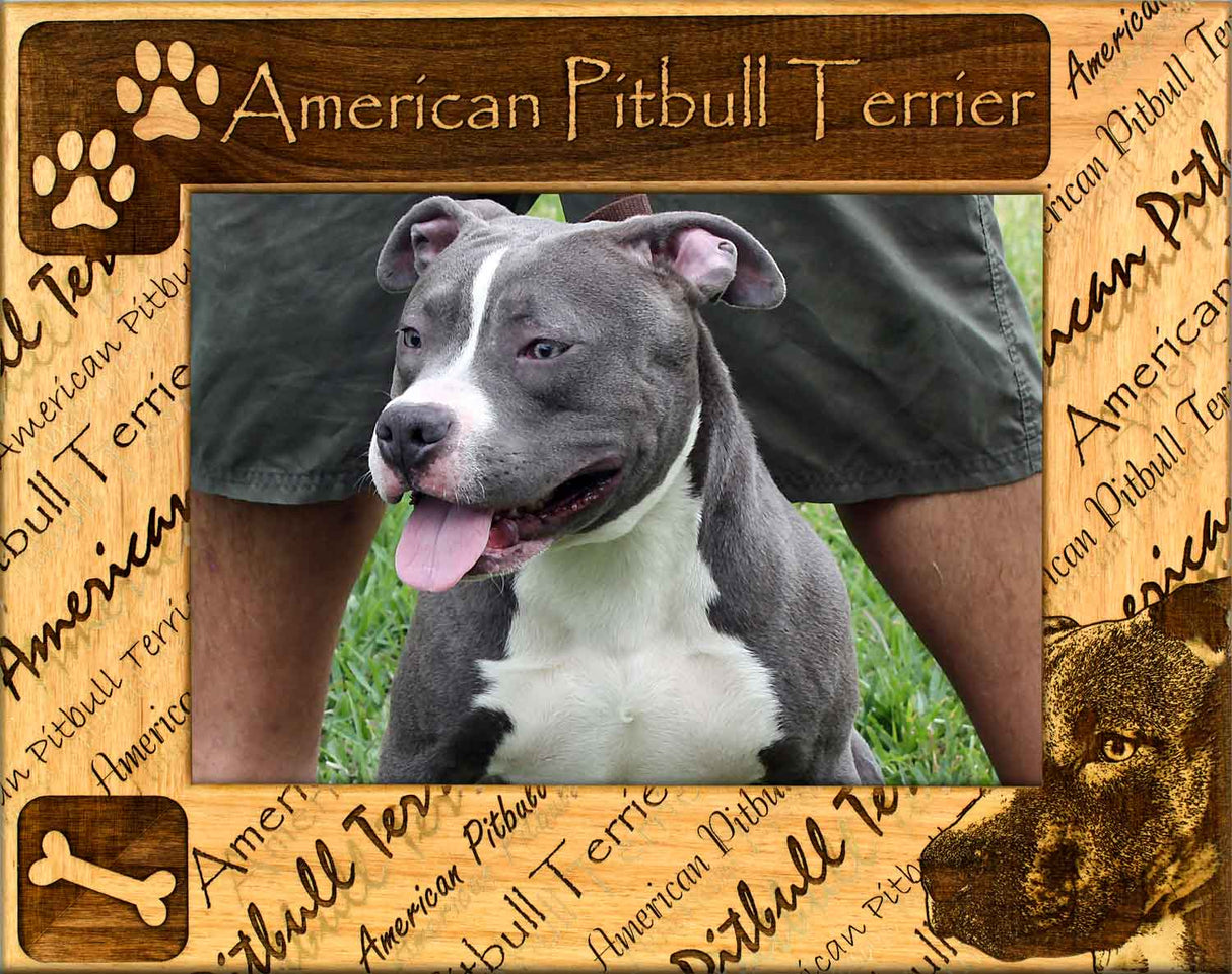 American Pitbull Terrier