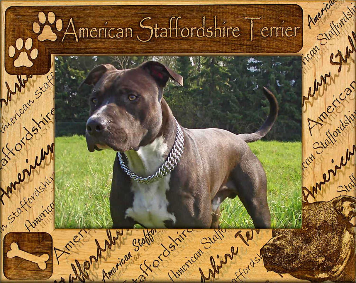 American Staffordshire Terrier