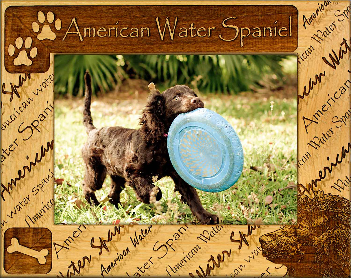 American Water Spaniel