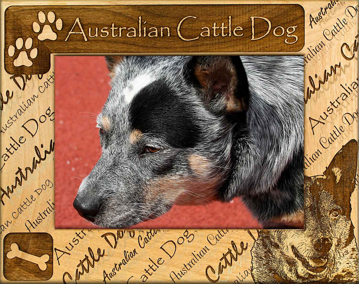 Australian Cattle Dog