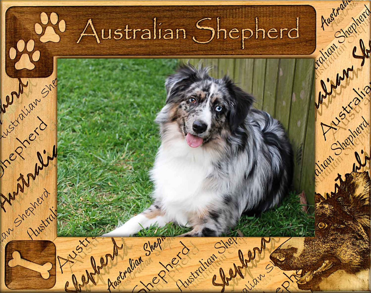 Australian Shepherd