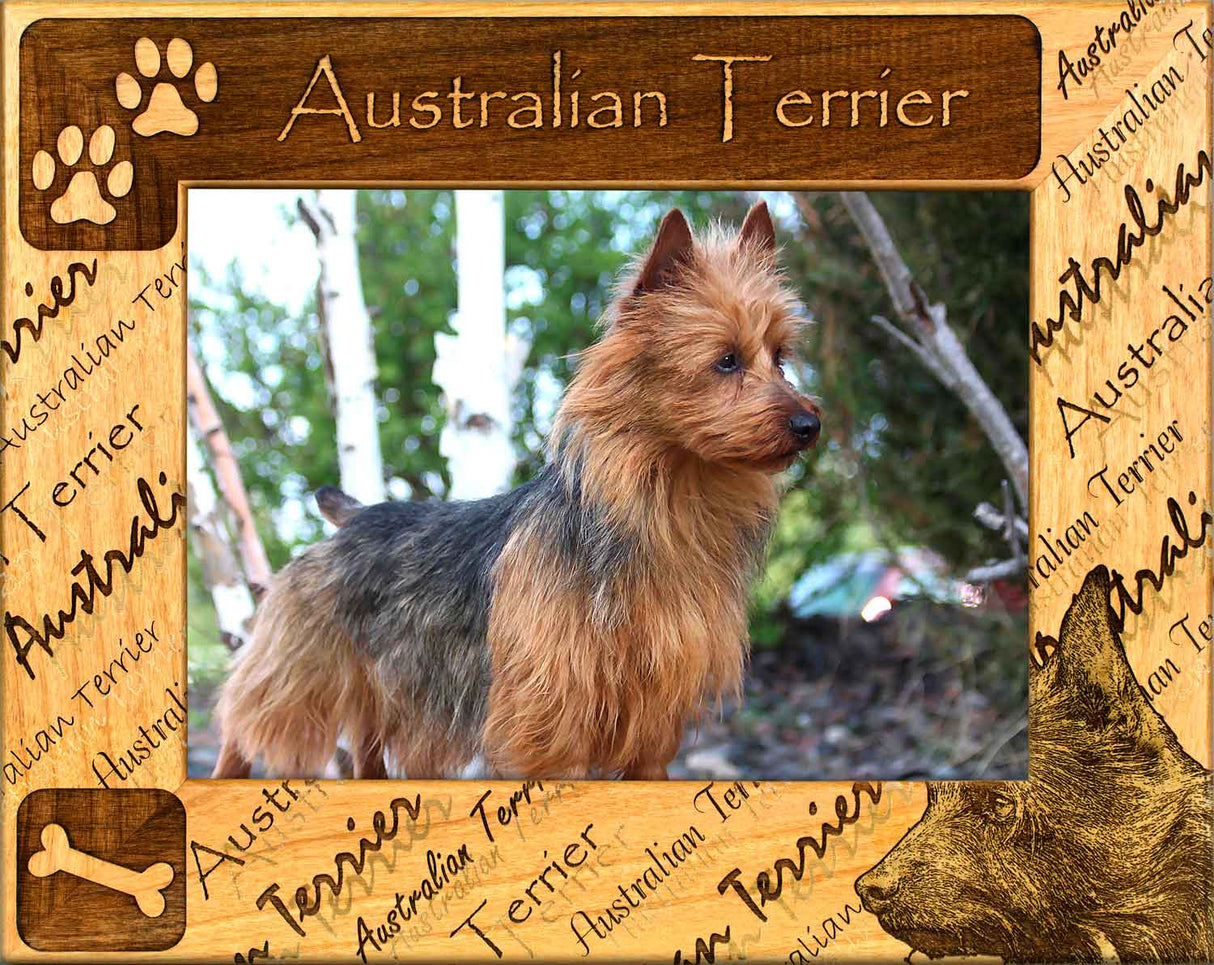 Australian Terrier