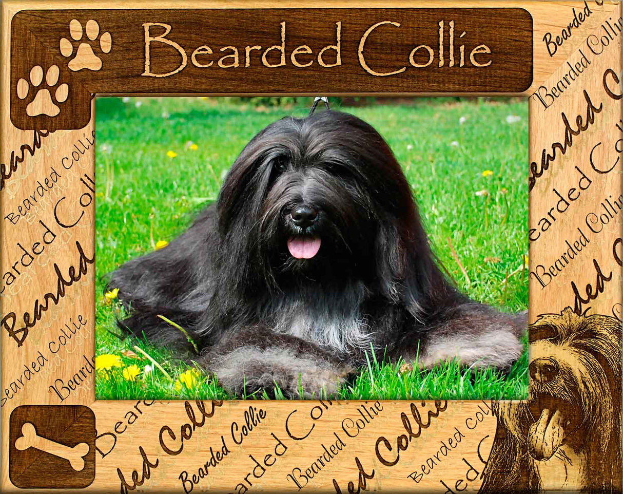 Bearded Collie