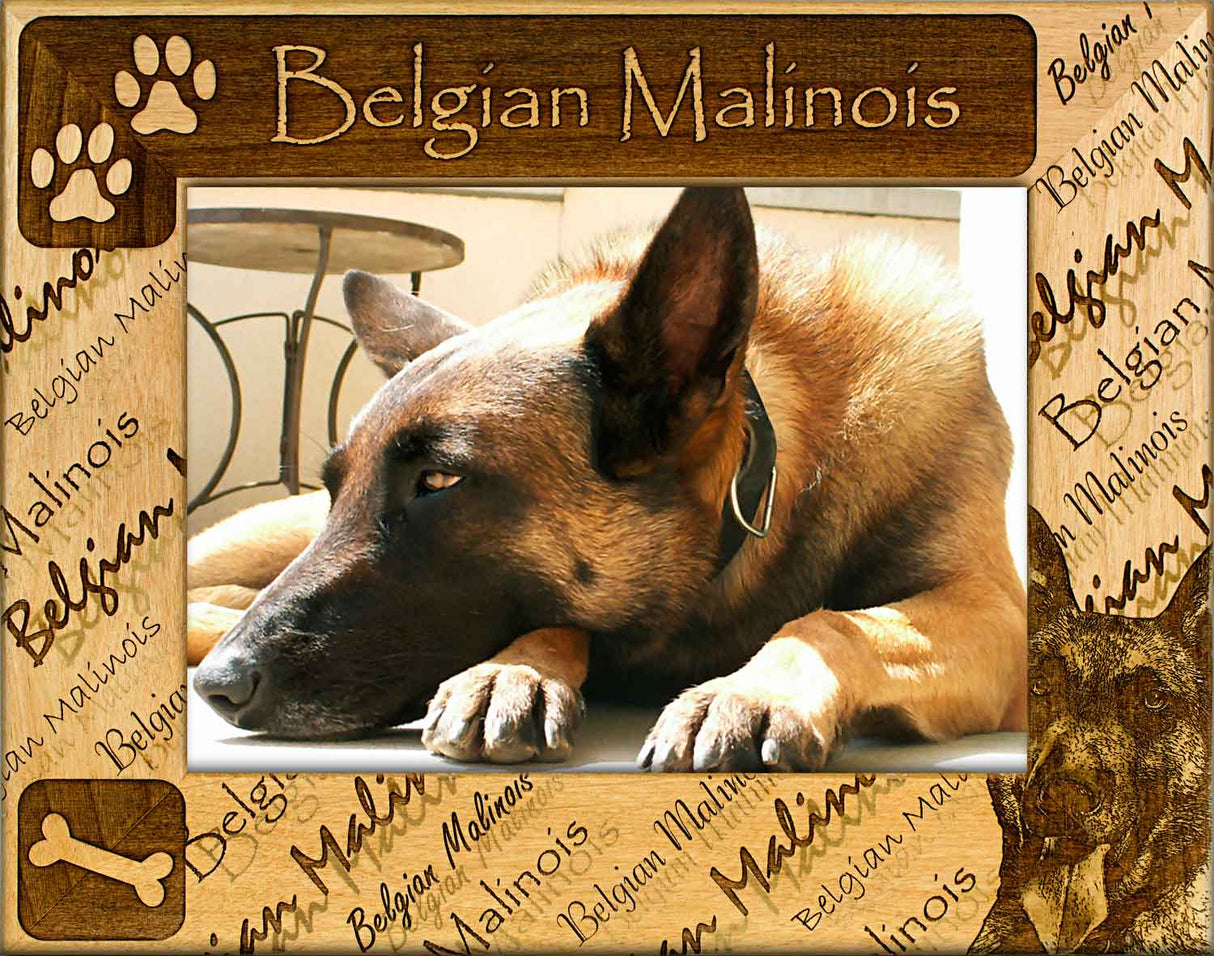 Belgian Malinois