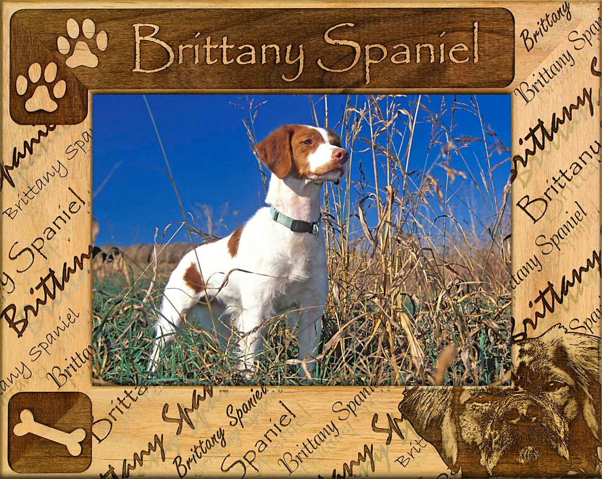 Brittany Spaniel