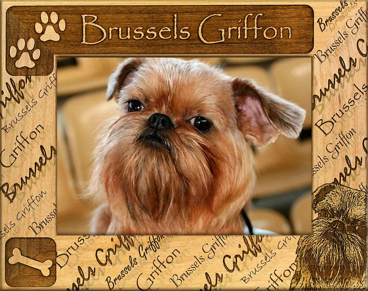 Brussels Griffon