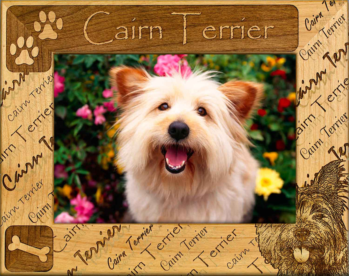 Cairn Terrier