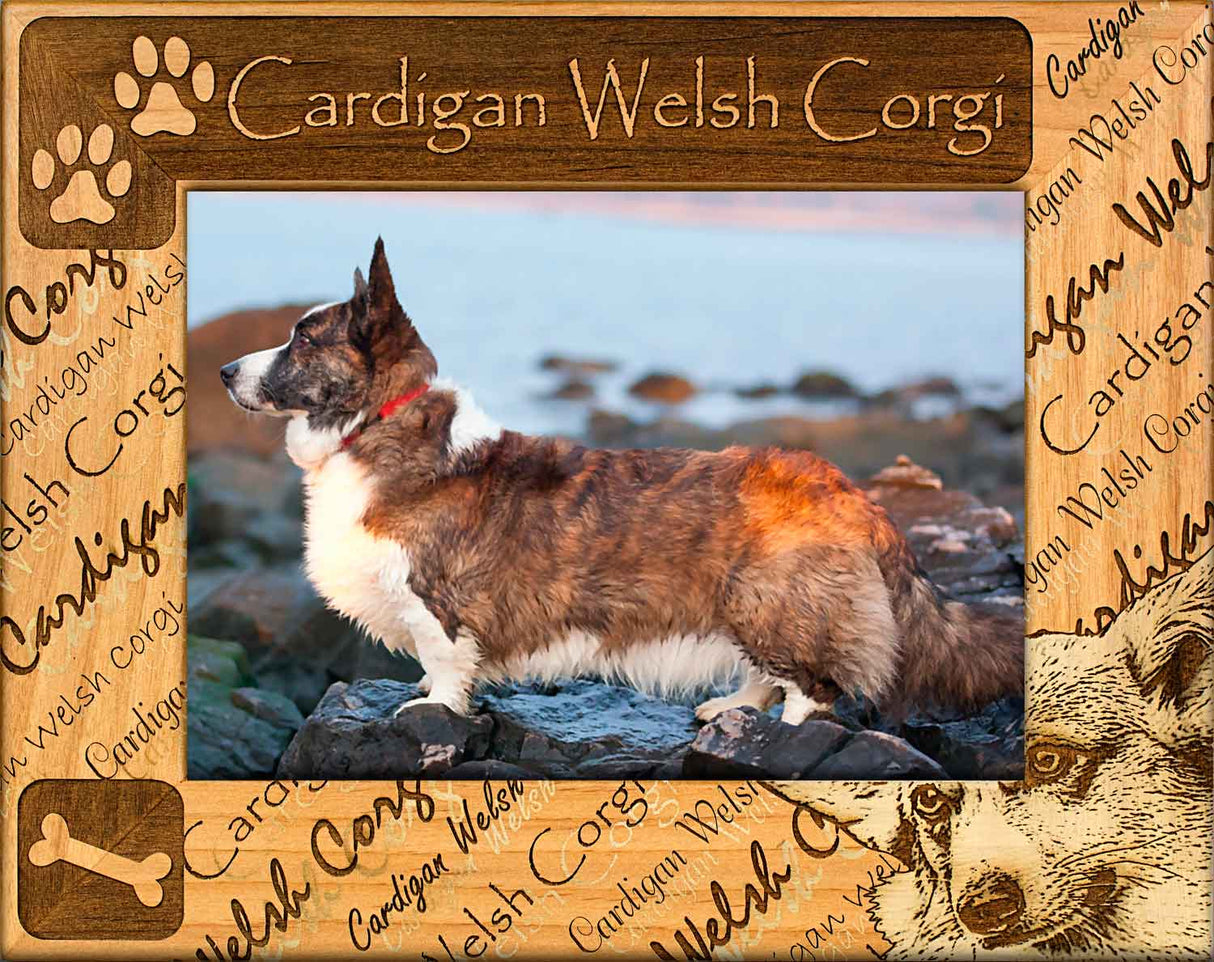 Cardigan Welsh Corgi