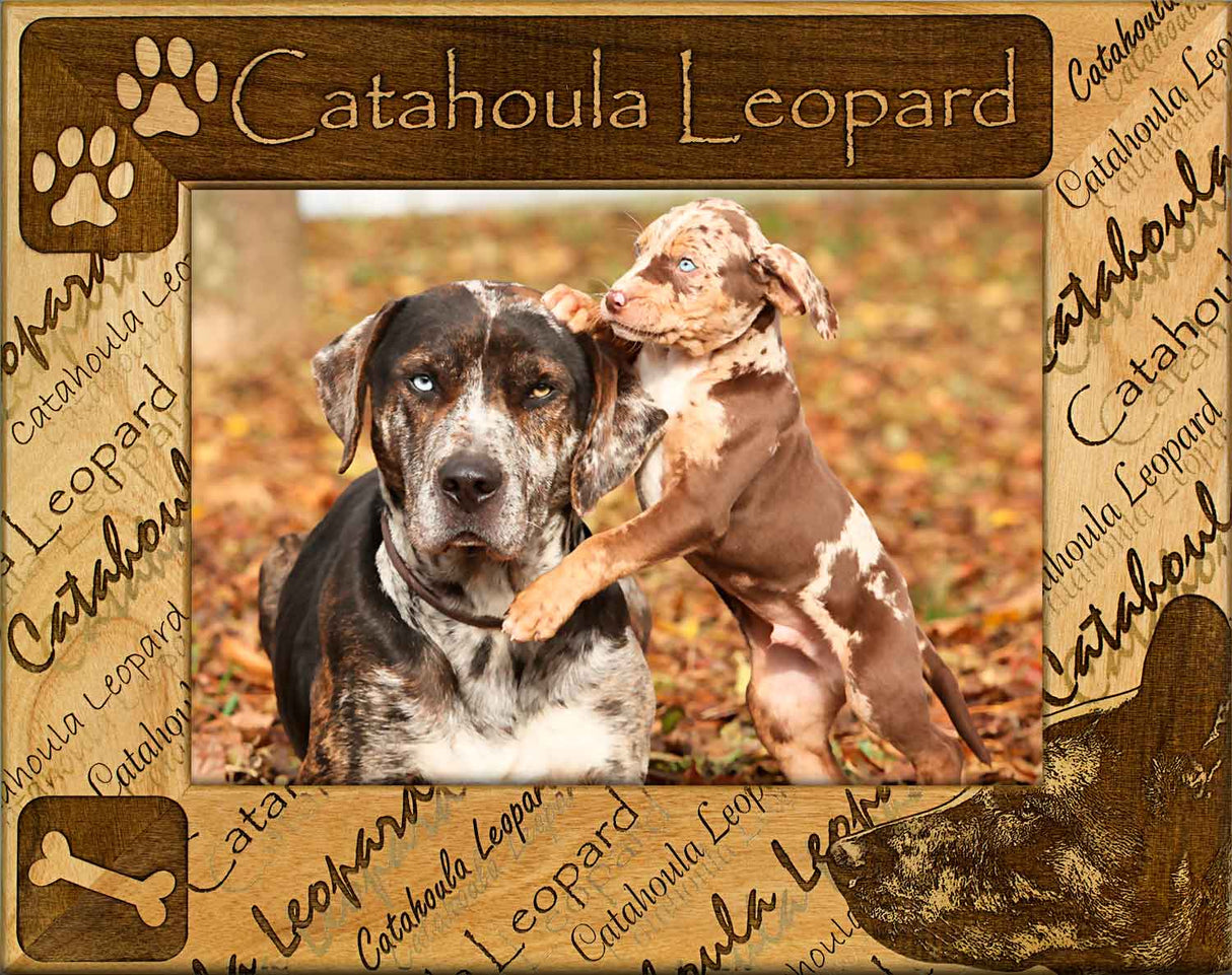 Catahoula Leopard