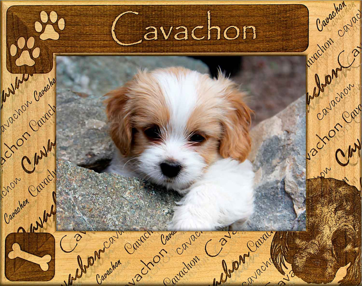 Cavachon