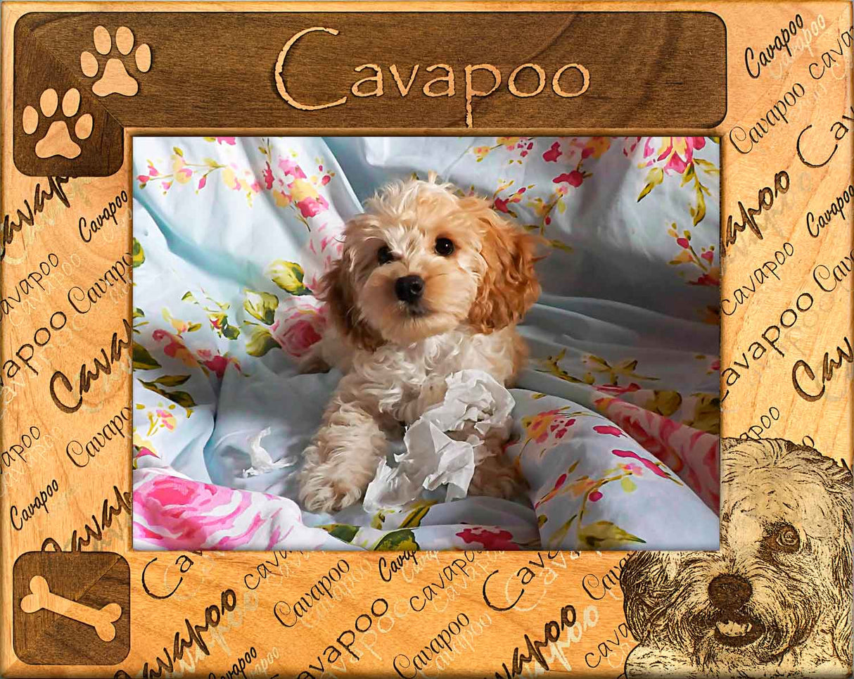 Cavapoo