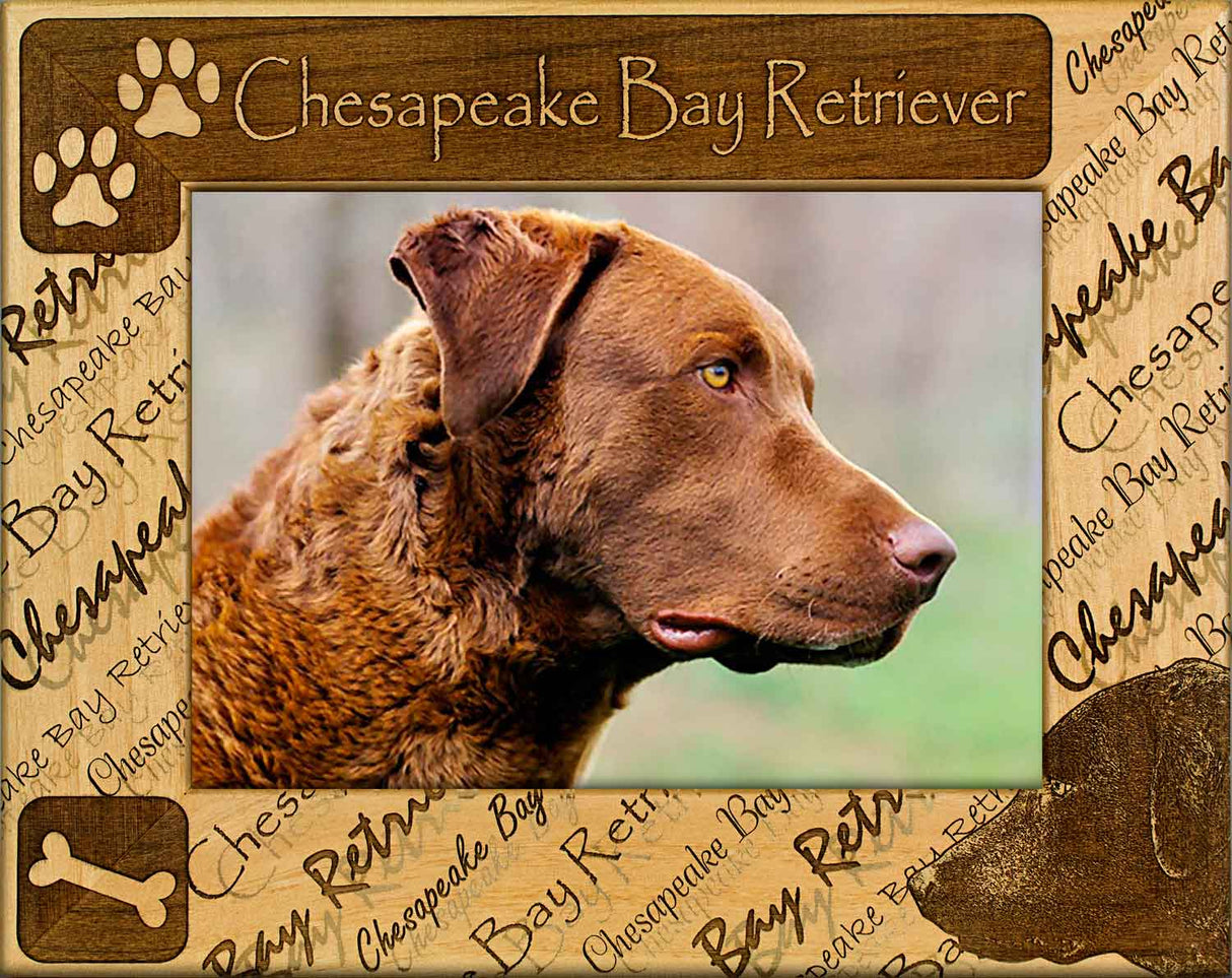 Chesapeake Bay Retriever