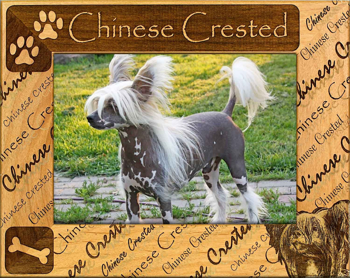 Chinese Crested