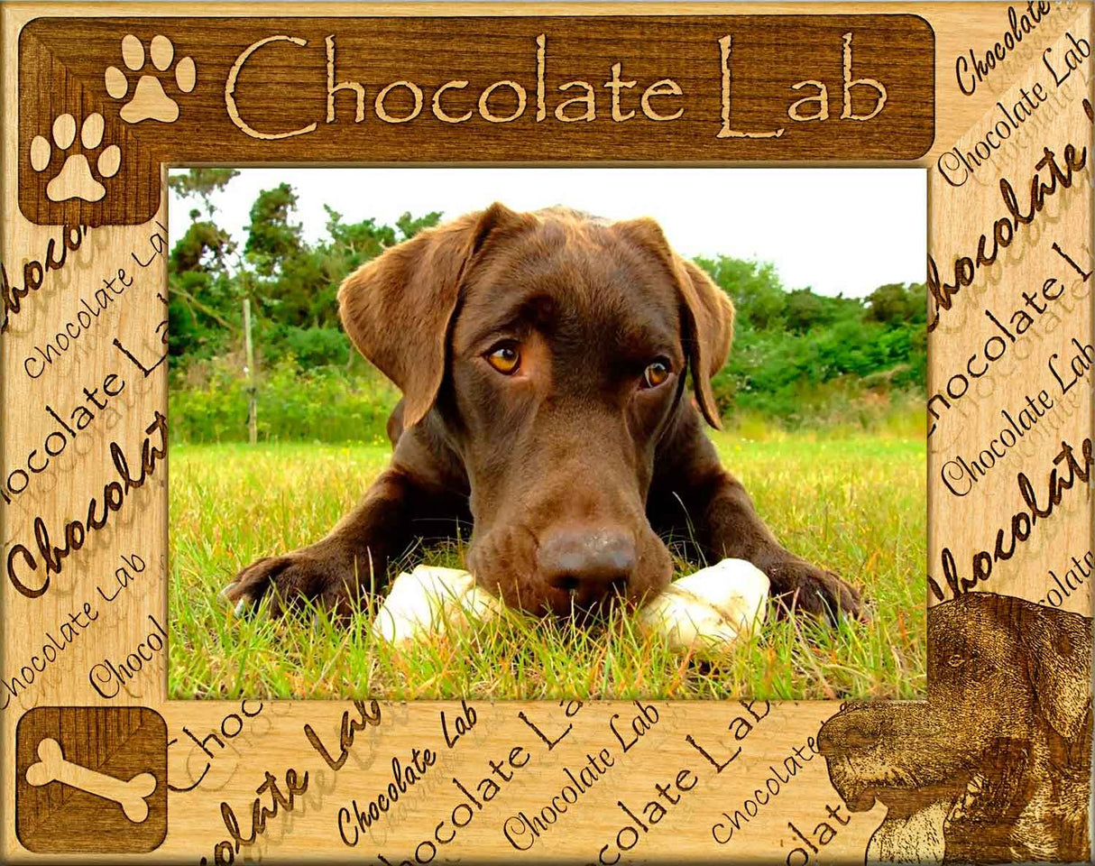 Chocolate Lab