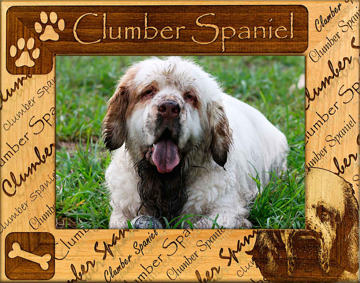 Clumber Spaniel