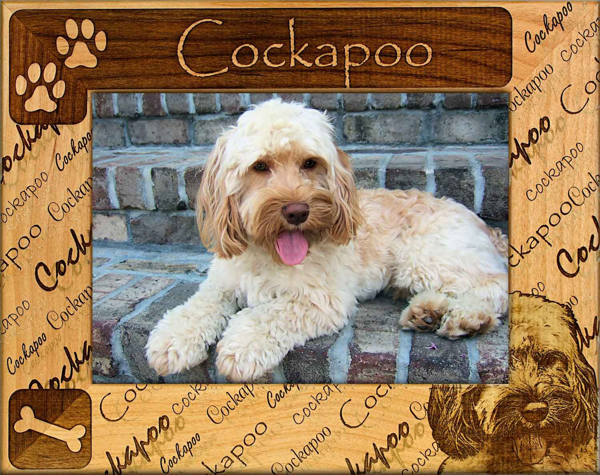 Cockapoo