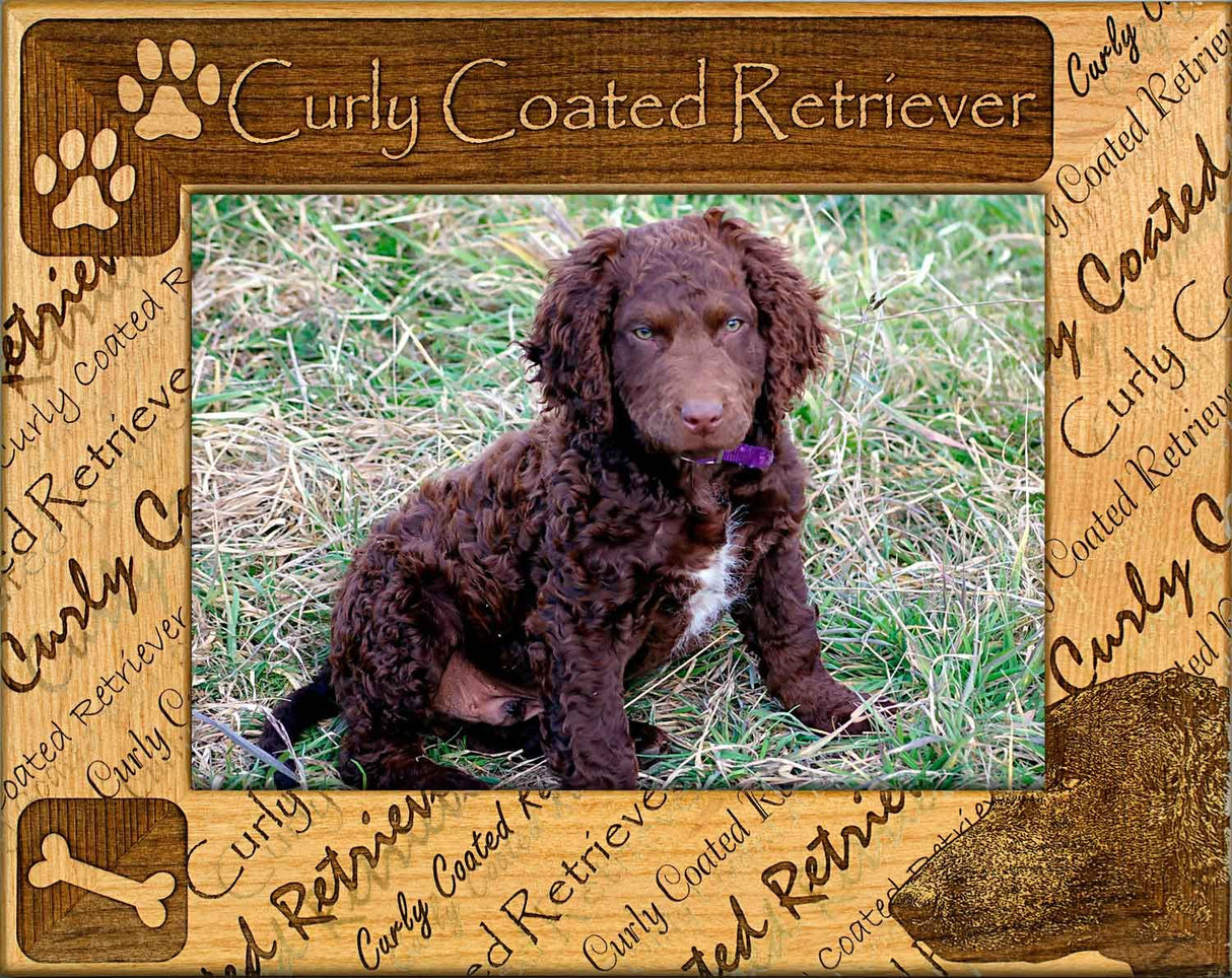 Curly Coated Retriever