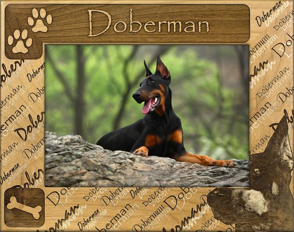 Doberman