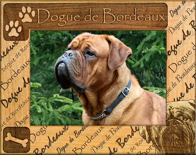 Dogue de Bordeaux