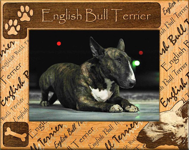 English Bull Terrier