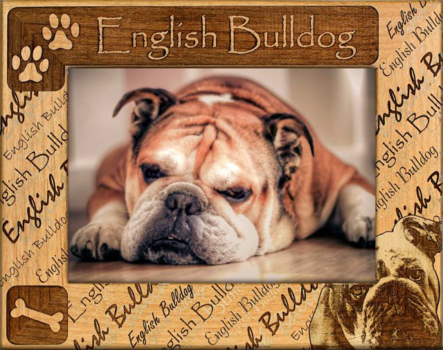 English Bulldog