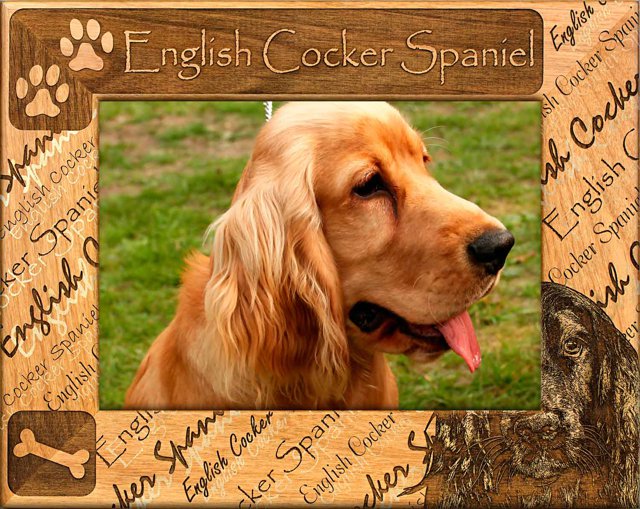 English Cocker Spaniel