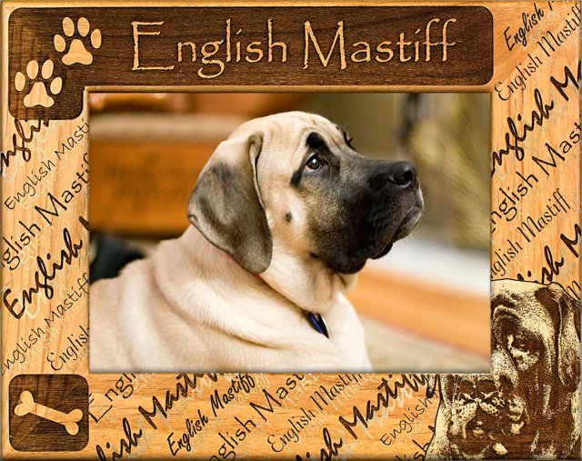 English Mastiff