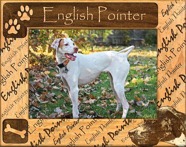 English Pointer