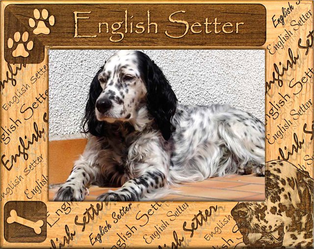 English Setter