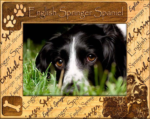 English Springer Spaniel