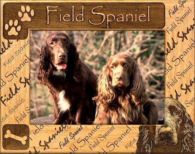 Field Spaniel