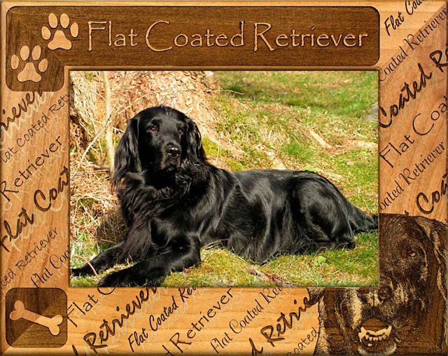 Flat Coated Retriever