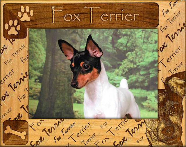 Fox Terrier