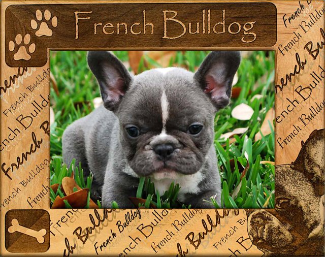 French Bulldog