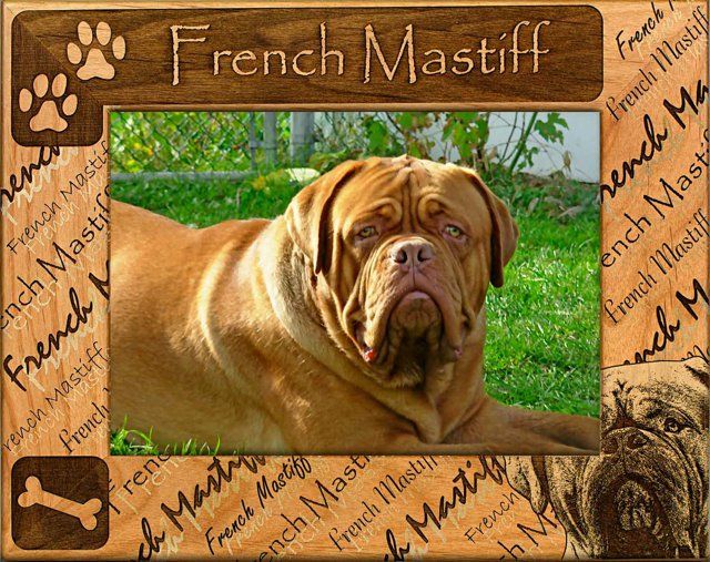 French Mastiff