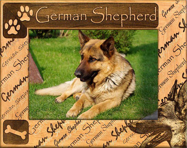 German Shepherd