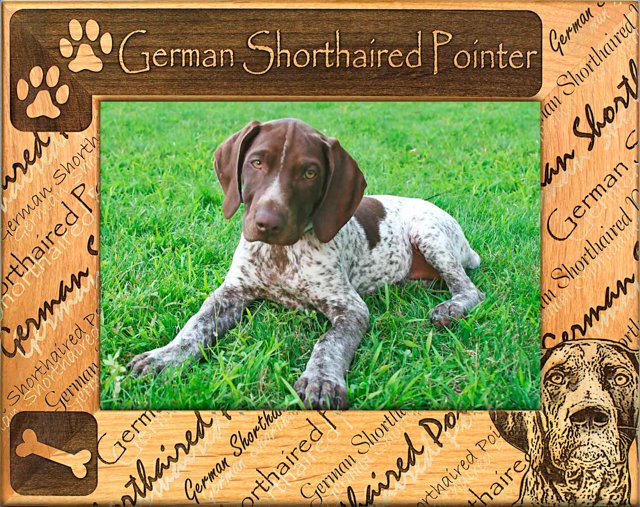 German Shorthaired Pointer