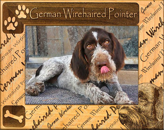 German Wirehaired Pointer